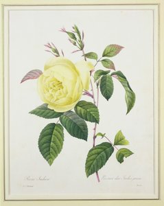 Rosa indica, Bessinin kaivertama, kirjasta "Kauneimpien kukkien valinta", 1827